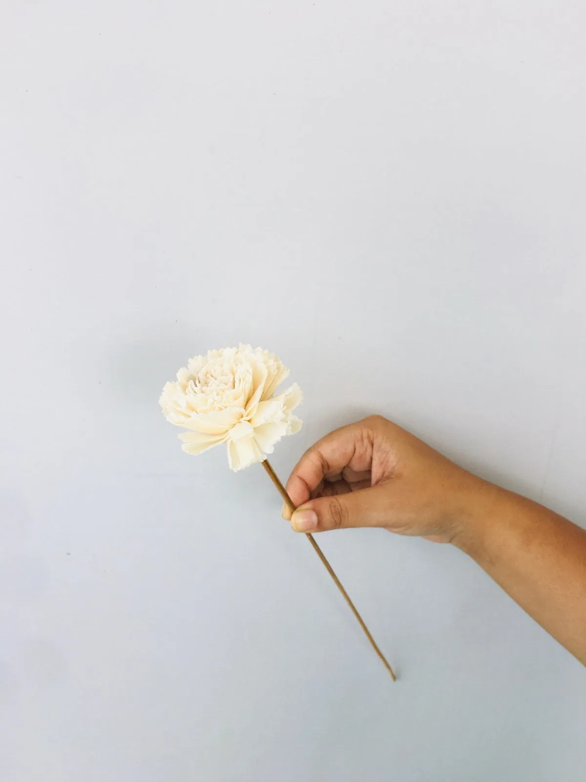 Carnation Sola Flower | 5pcs