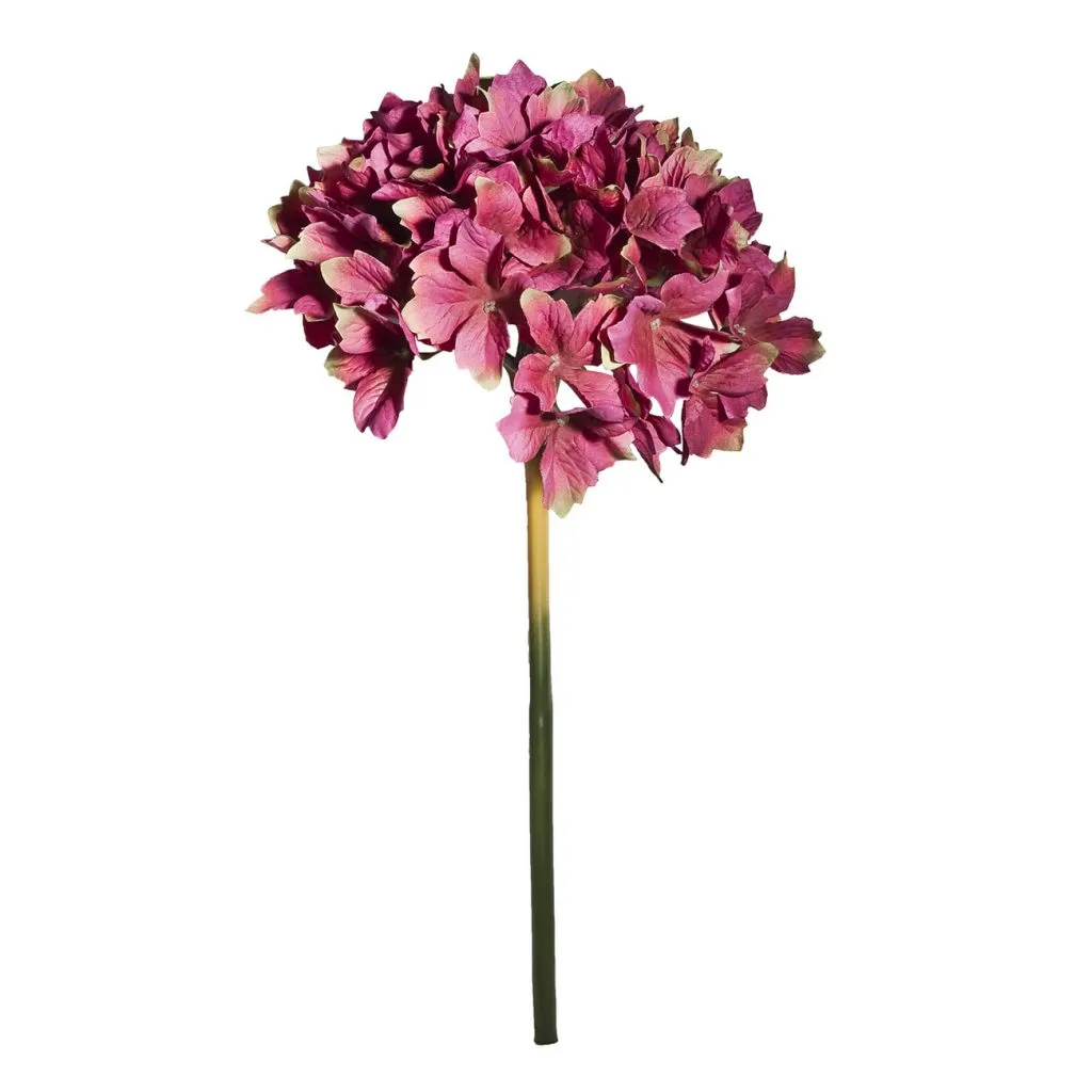 HYDRANGEA, FUCHIA